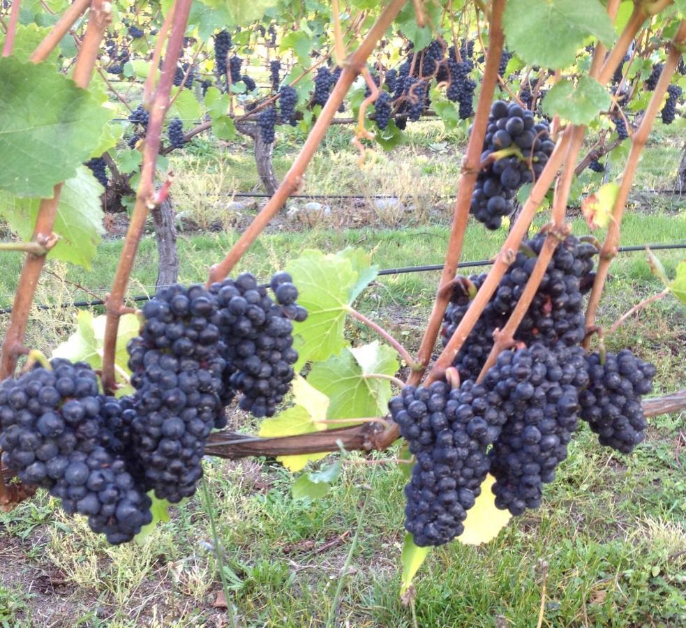'The Crib' On Legacy Vineyard Villa Александра Стая снимка